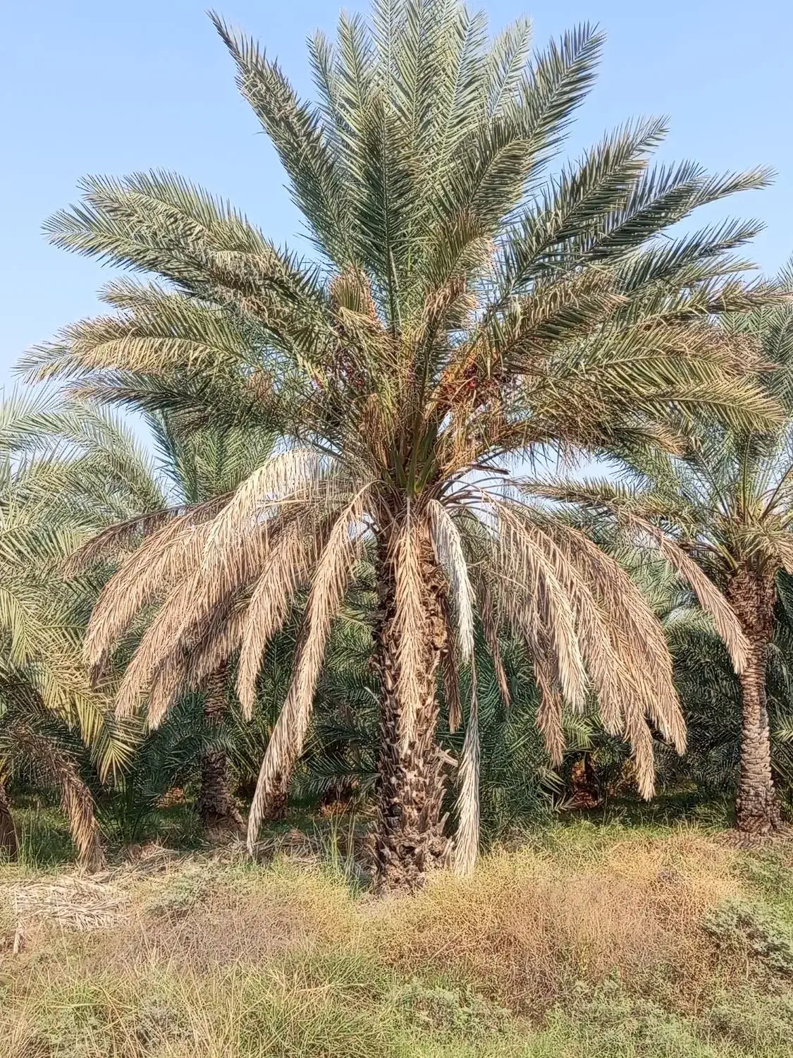 هرس درخت خرما|خدمات باغبانی و درختکاری|جیرفت, |دیوار