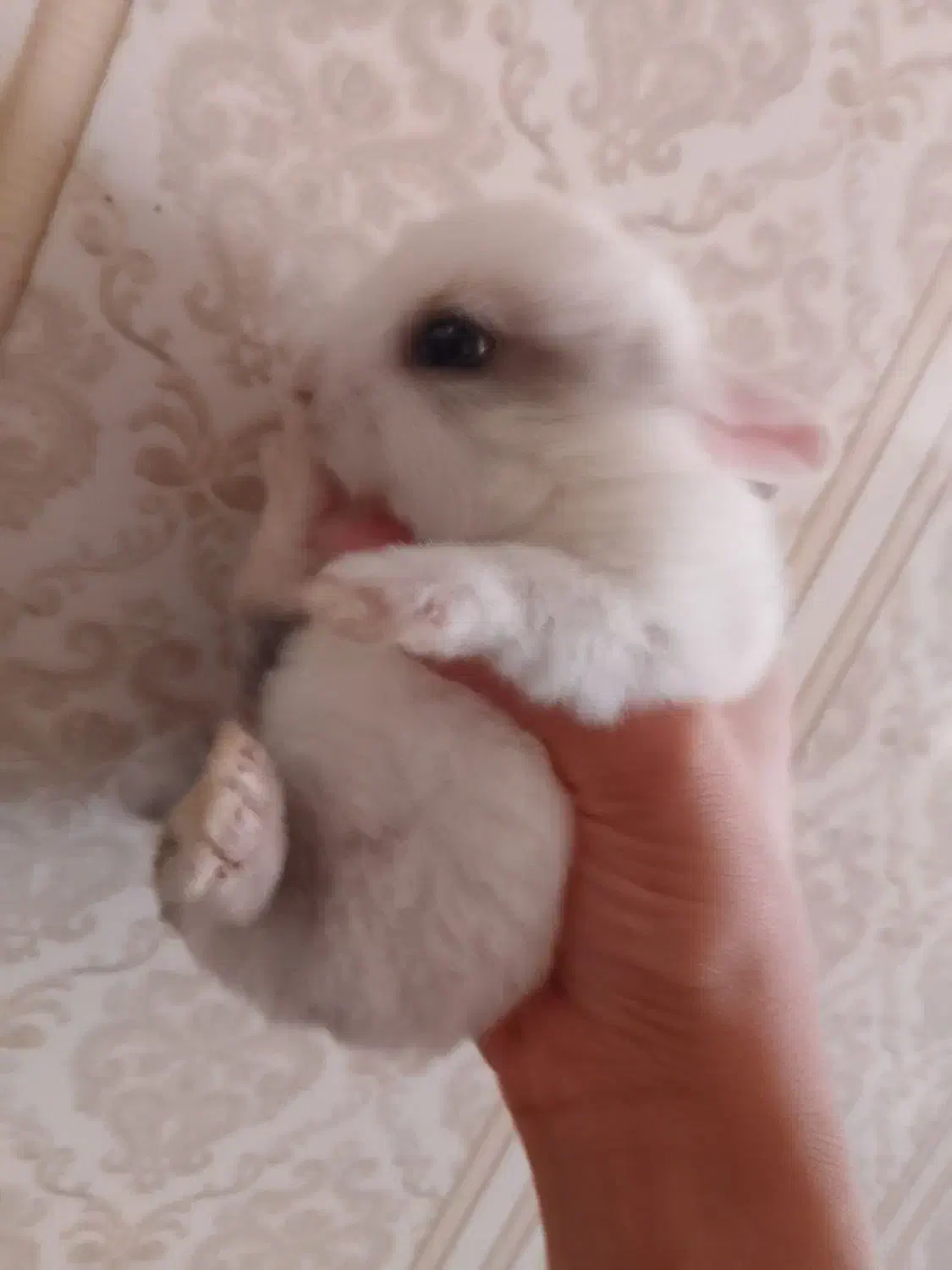 خرگوش|موش و خرگوش|خورموج, |دیوار