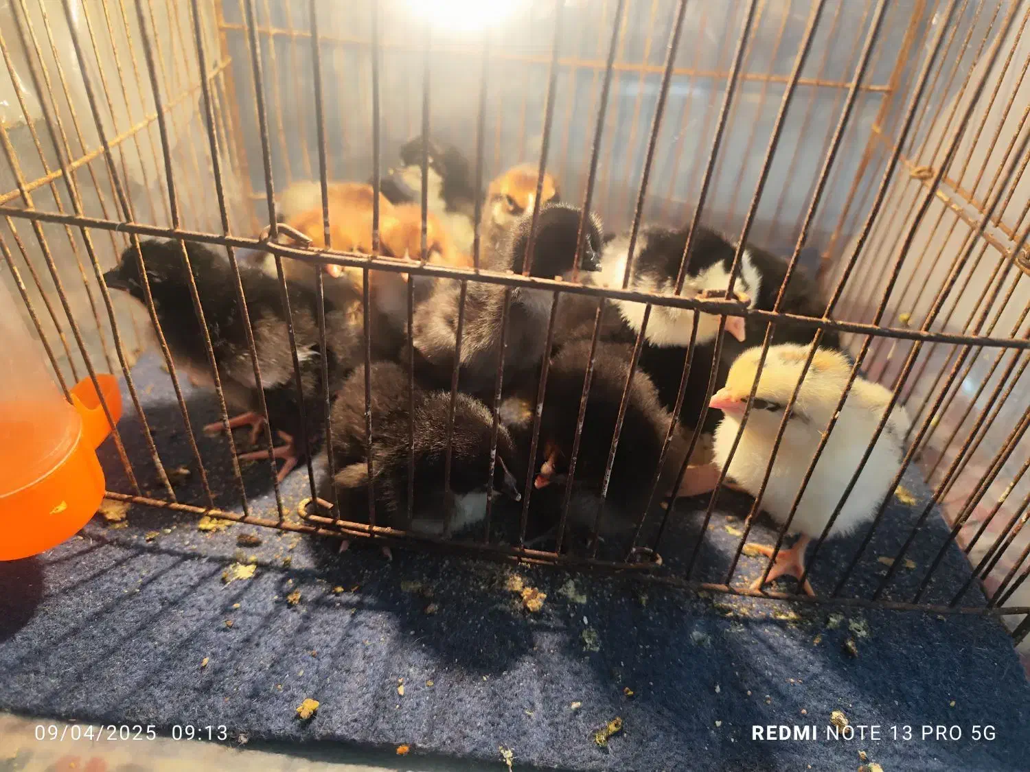 فروش جوجه گلین لری|حیوانات مزرعه|مشهد, امیر المومنین|دیوار