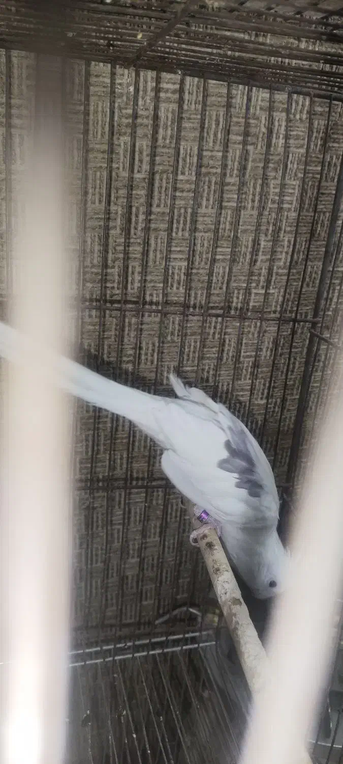 عروس هلندی|پرنده|مسجد سلیمان, |دیوار