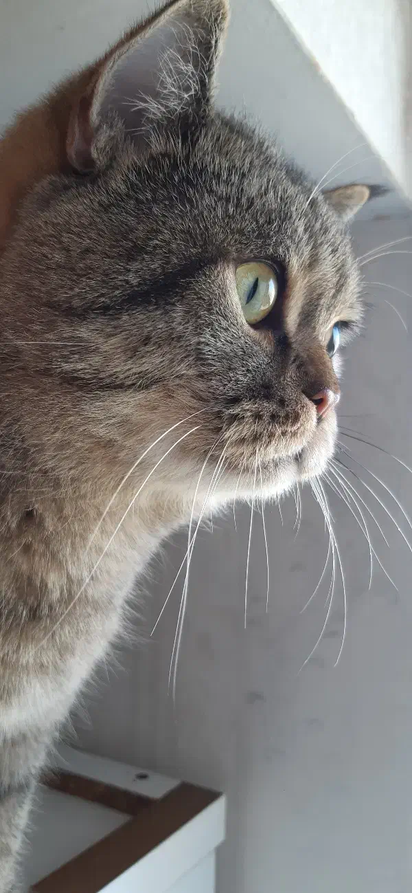 گربه بریتیش نر ۲سال و ۵ ماهه عقیم شده|گربه|تهران, شهرک شهرداری|دیوار