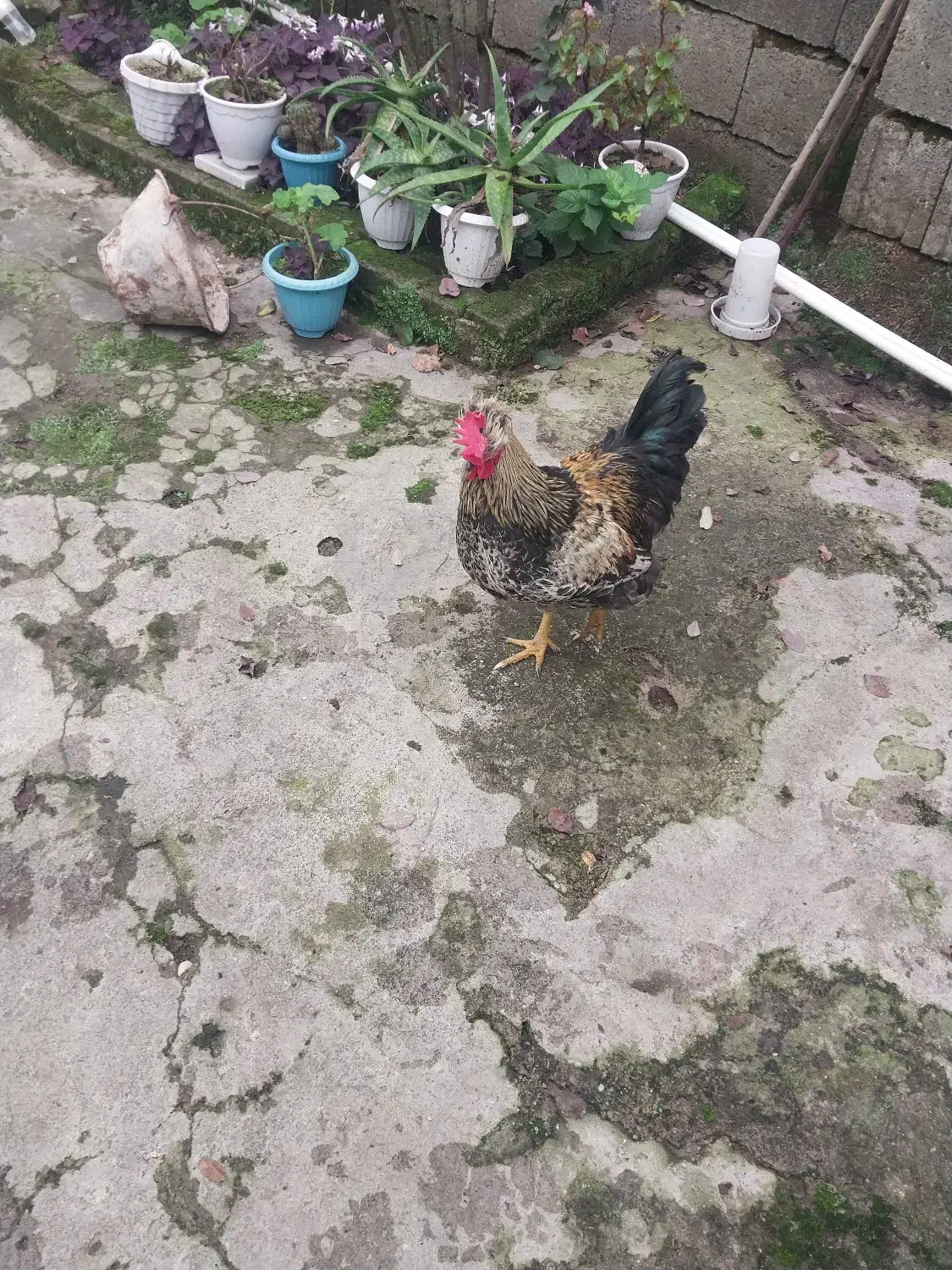 خروس|حیوانات مزرعه|املش, |دیوار