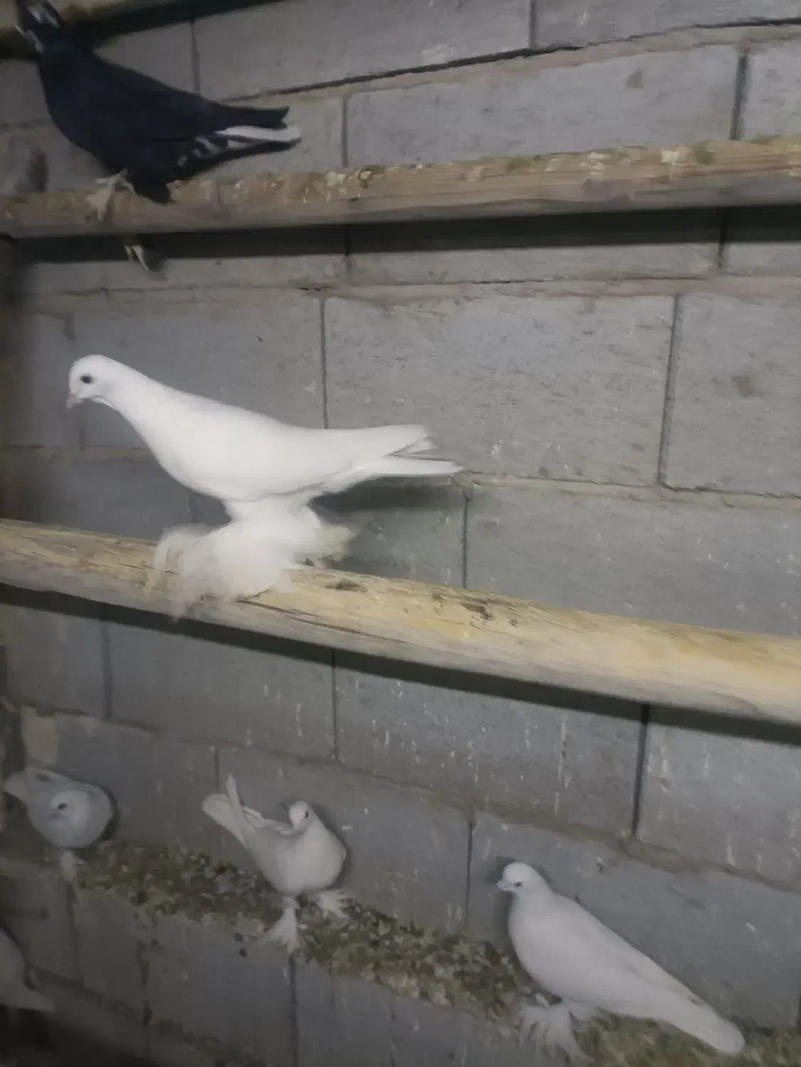 کبوتر|پرنده|تبریز, |دیوار