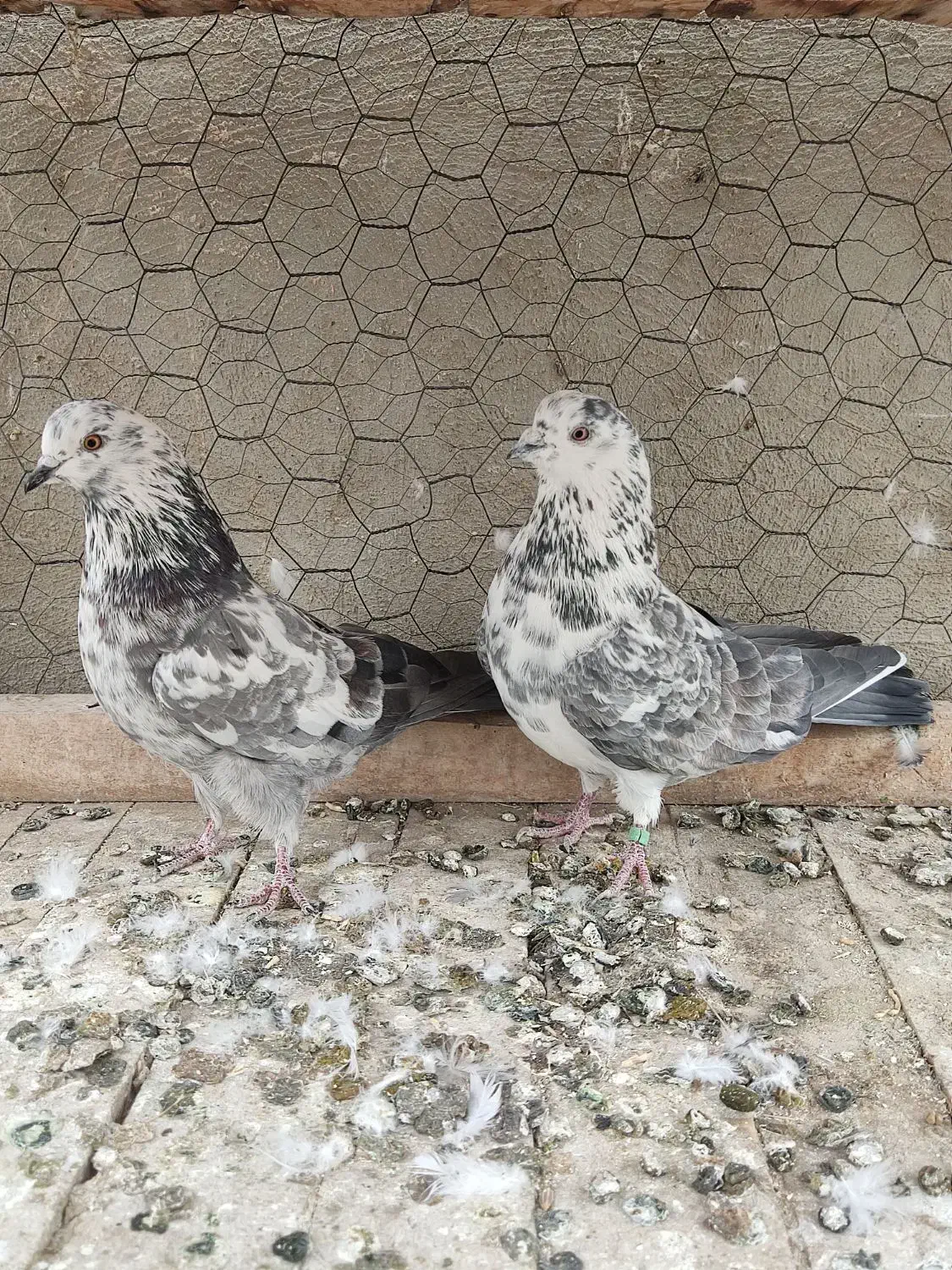 کبوتر پرشی گرگی|پرنده|شاهین‌شهر, گزبرخوار|دیوار