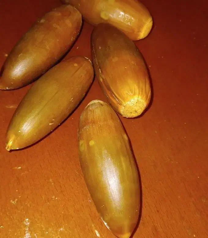 بلوط شیرین پنچ کیسه|خوردنی و آشامیدنی|کوهدشت, |دیوار