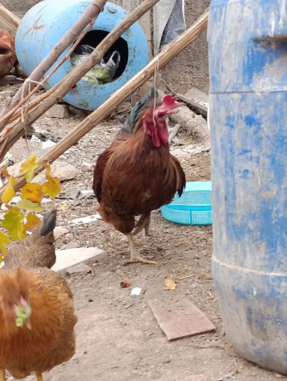 خروس محلی|حیوانات مزرعه|دلیجان, |دیوار