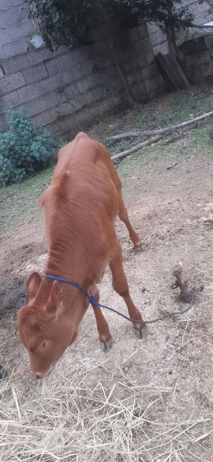 گاو دروگ محلی به همراه گوساله|حیوانات مزرعه|تولم شهر, |دیوار