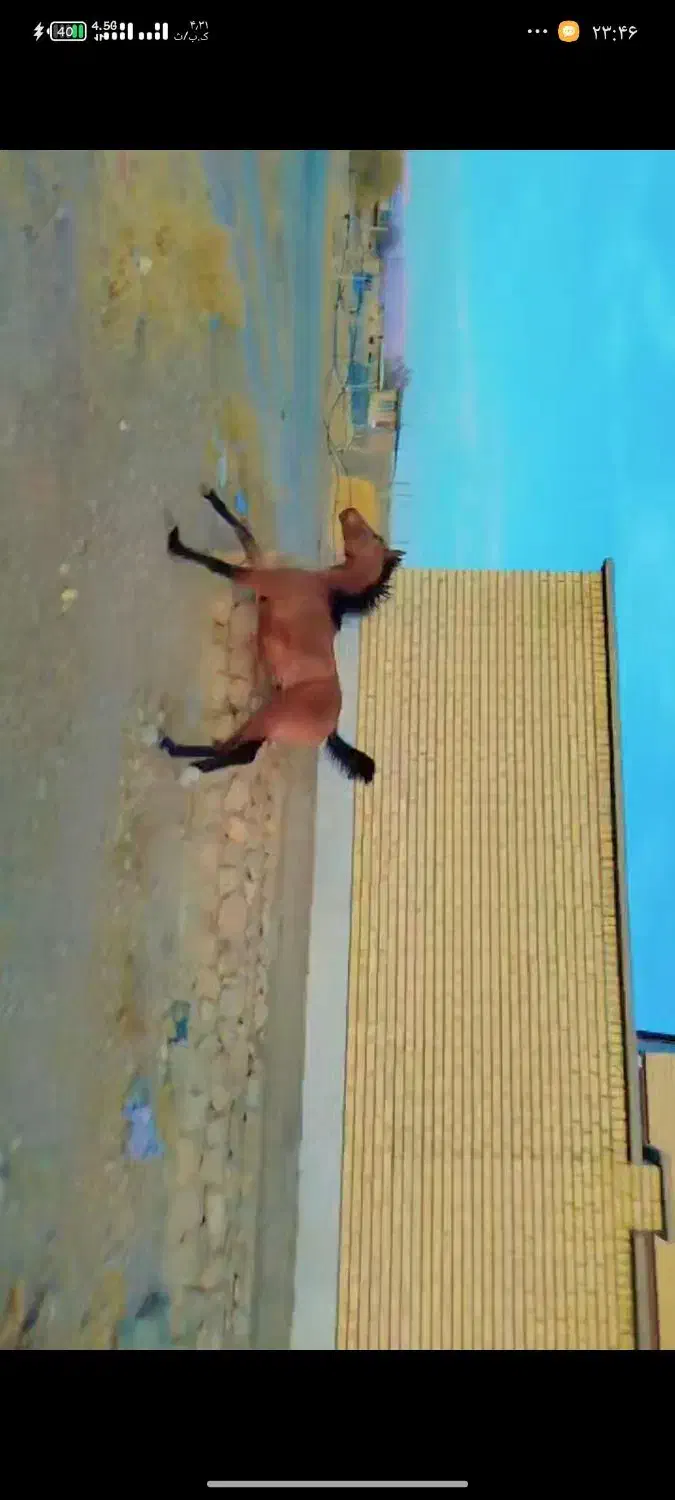 اسب درشوری|اسب و تجهیزات اسبسواری|اقلید, |دیوار