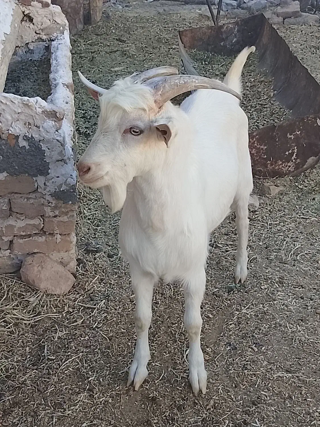 بزغاله نر ۶ماهه سانن|حیوانات مزرعه|باخزر, |دیوار