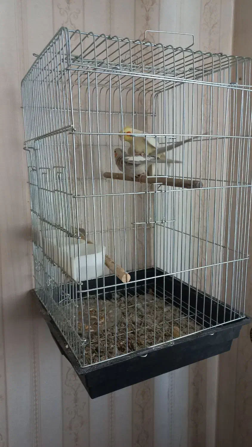 لوتینو نر مست مست آماده جفت گیری|پرنده|صباشهر, |دیوار