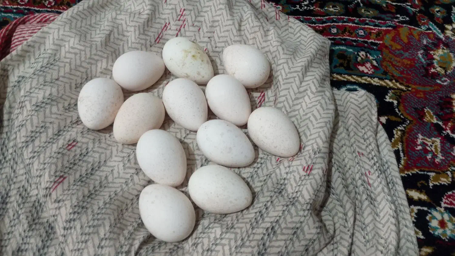 تخم نطفه دار بوقلمون|حیوانات مزرعه|باشت, |دیوار