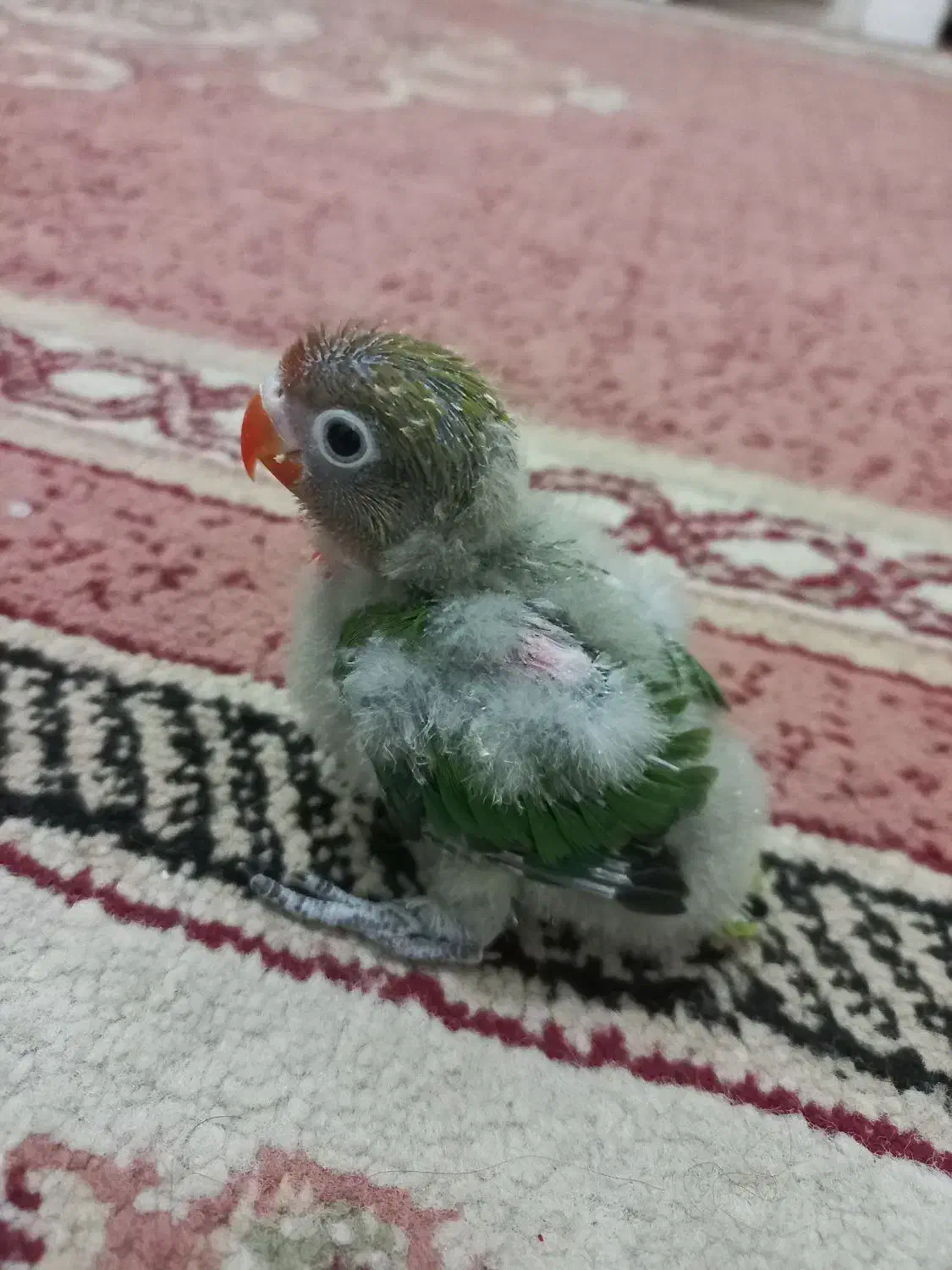 کوتوله سرلاکی|پرنده|مشهد, هدایت|دیوار