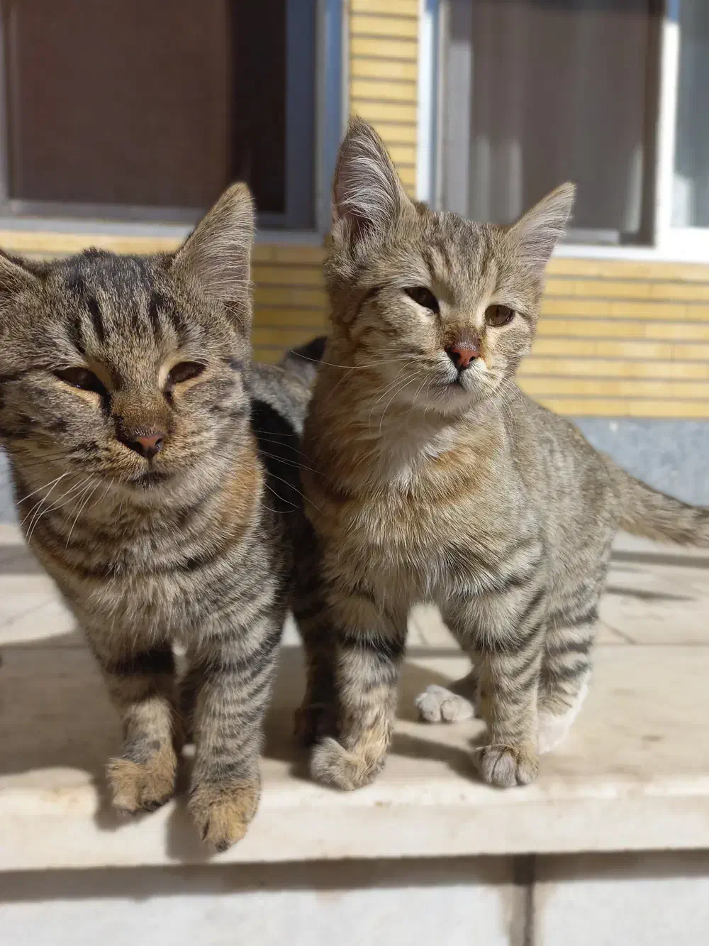 بچه گربه خانگی|گربه|لنجان, |دیوار