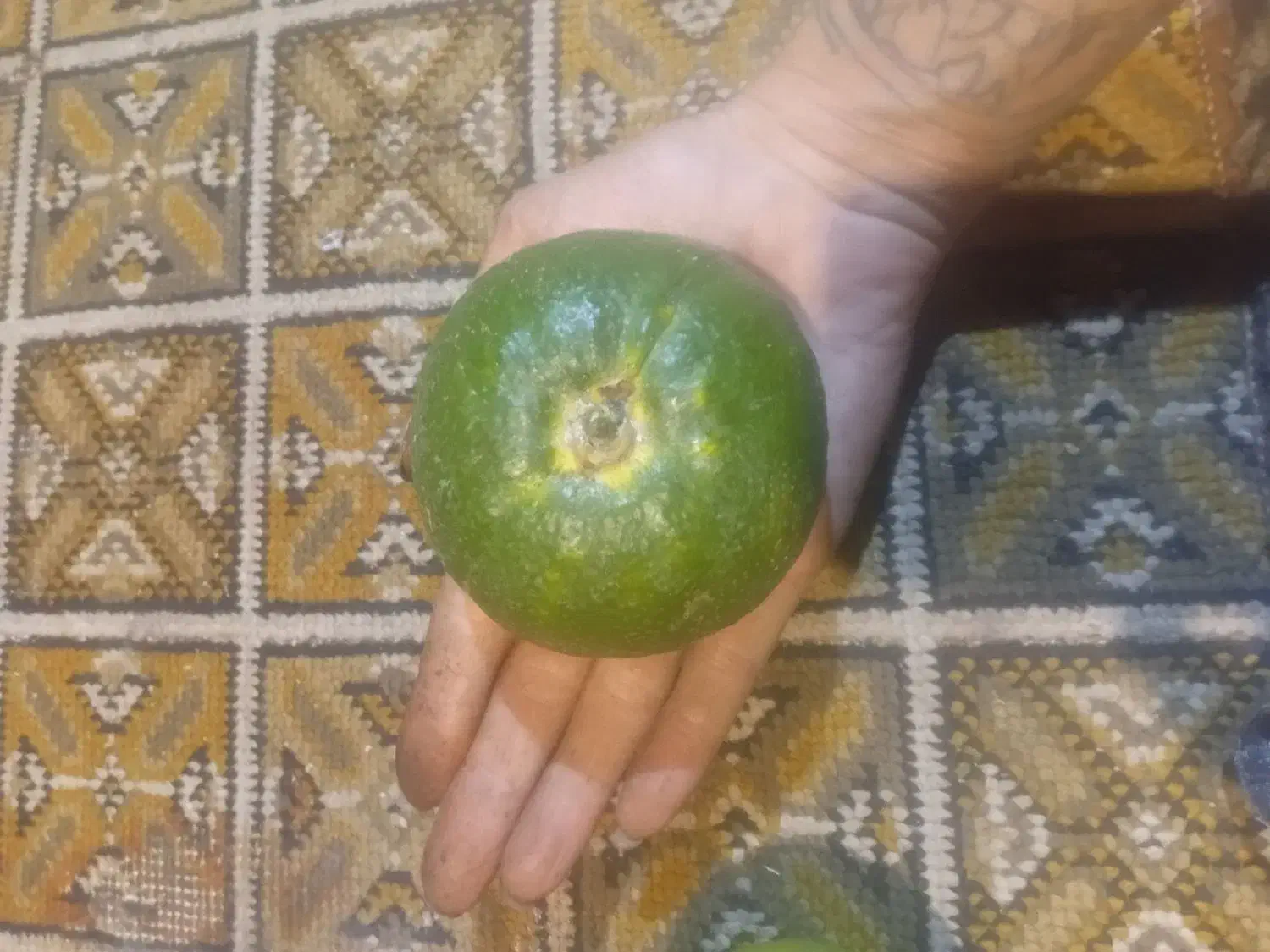 نارنج و آب نارنج بهشهر درشت و آبدار|حراج|بهشهر, |دیوار