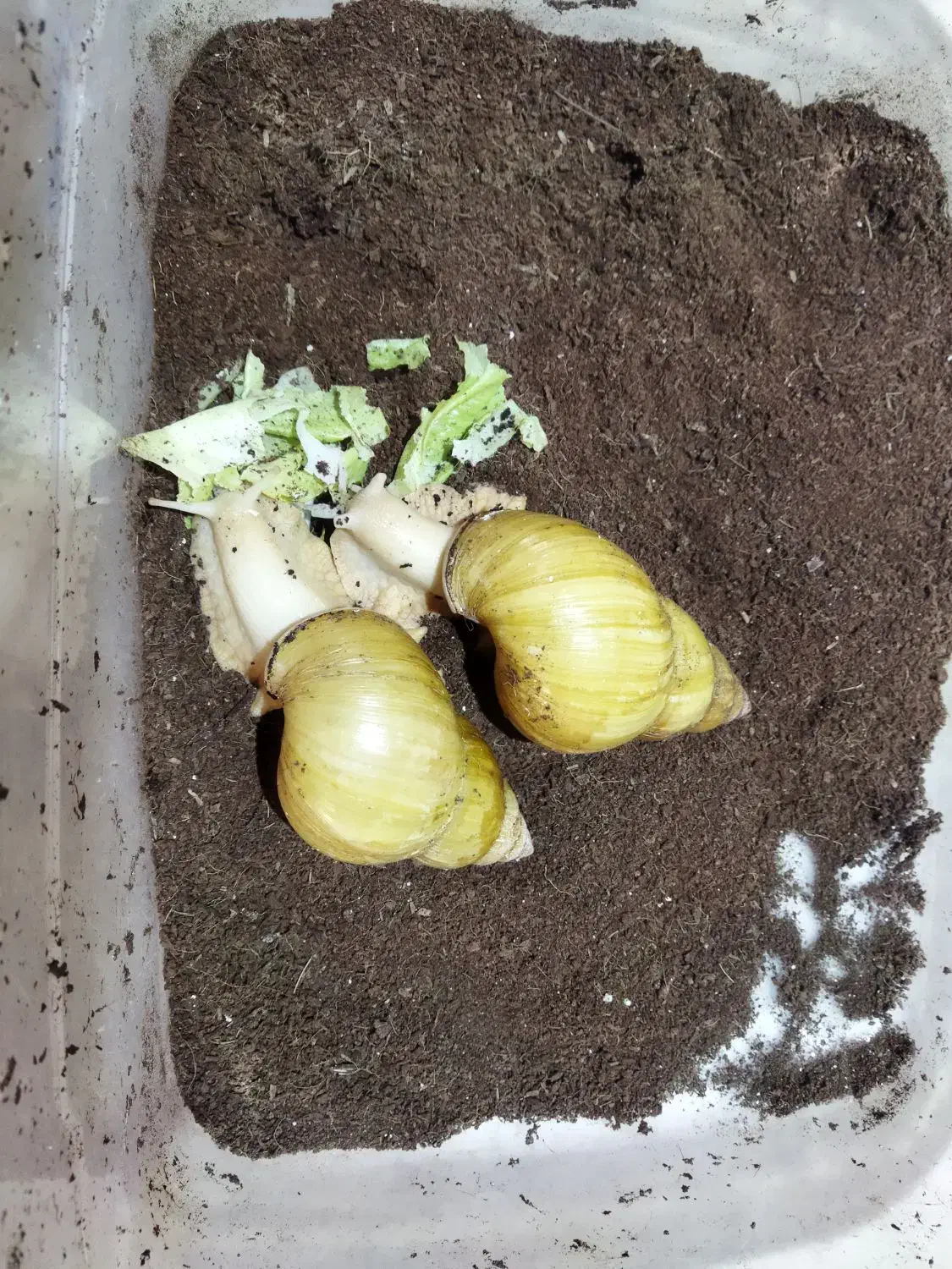 حلزون|خزنده|کرمان, |دیوار