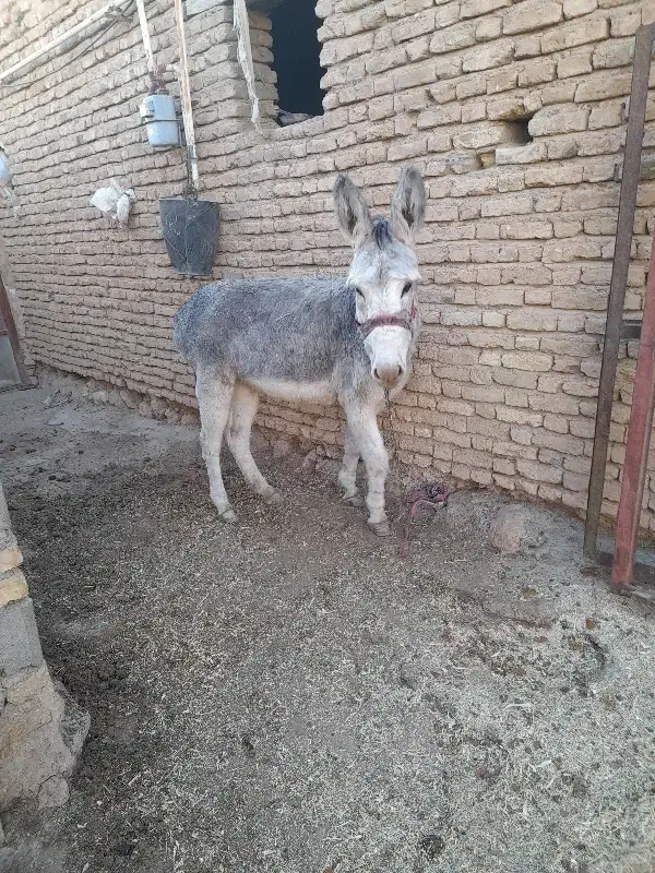 خر گله ای|حیوانات مزرعه|بلداجی, |دیوار