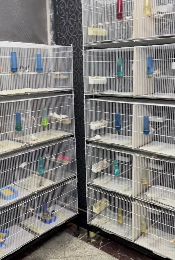 فنچ جفدی الماسی گلدین و...|پرنده|ری, شهادت|دیوار