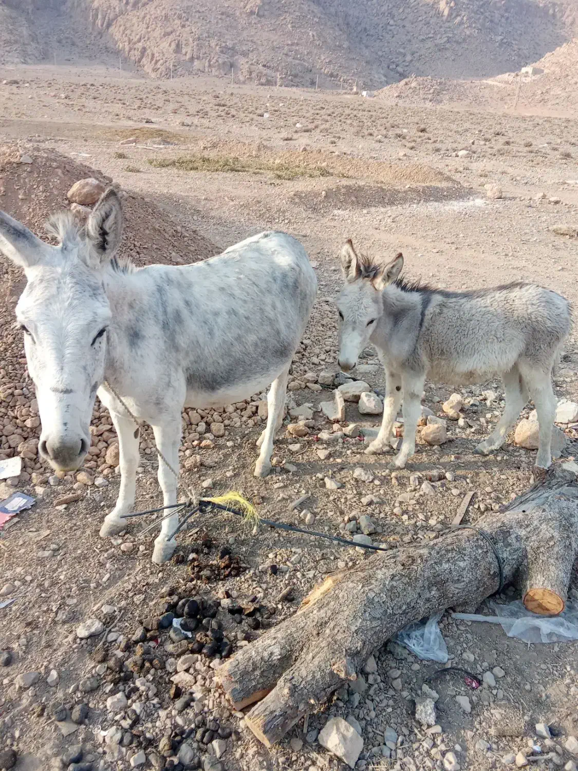 الاغ ماده|حیوانات مزرعه|بانش, |دیوار