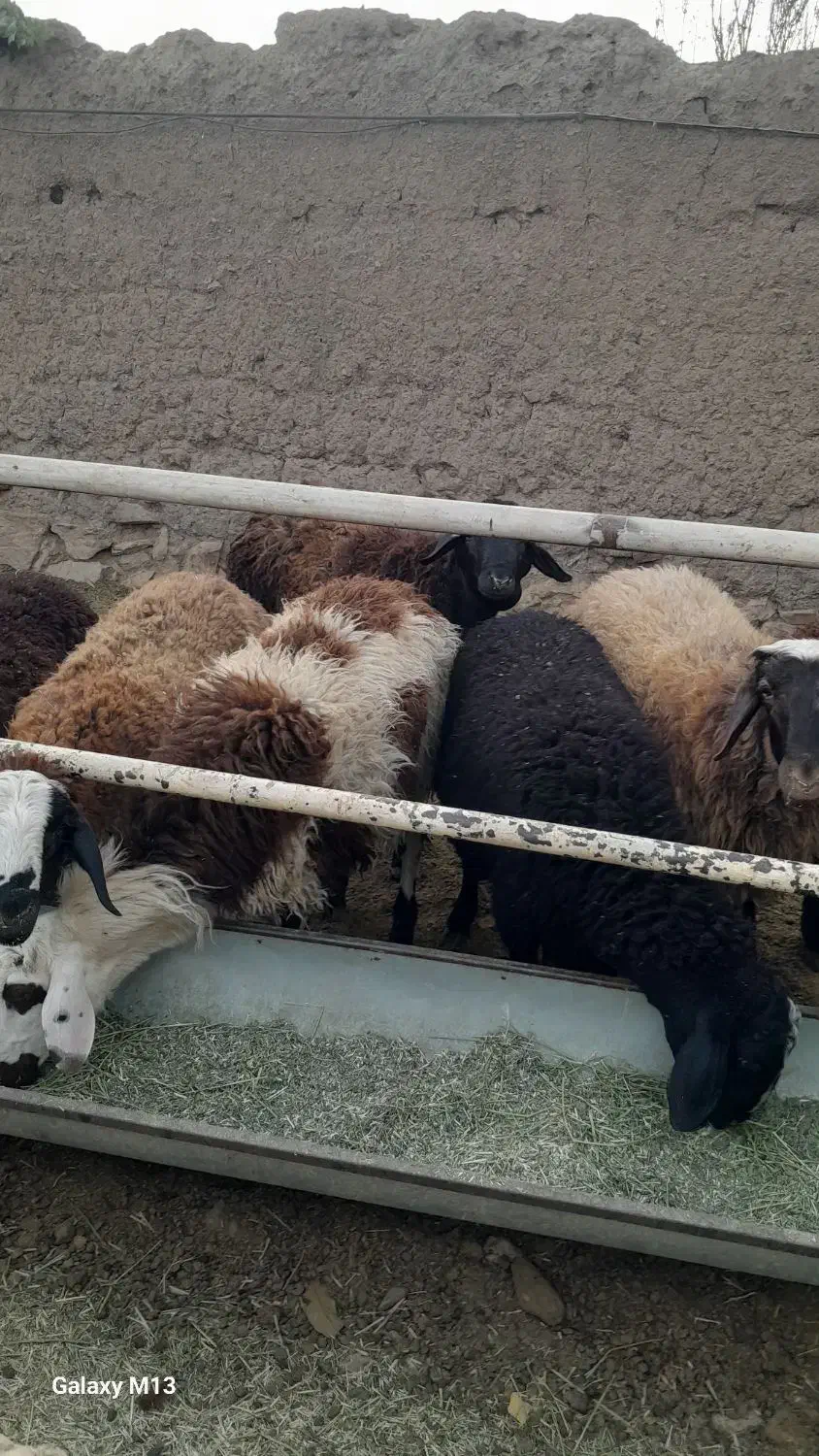 گوسفند چاق|حیوانات مزرعه|خنداب, |دیوار