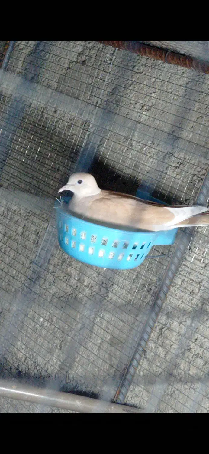 کبوتر خانگی|پرنده|ایرانشهر, |دیوار