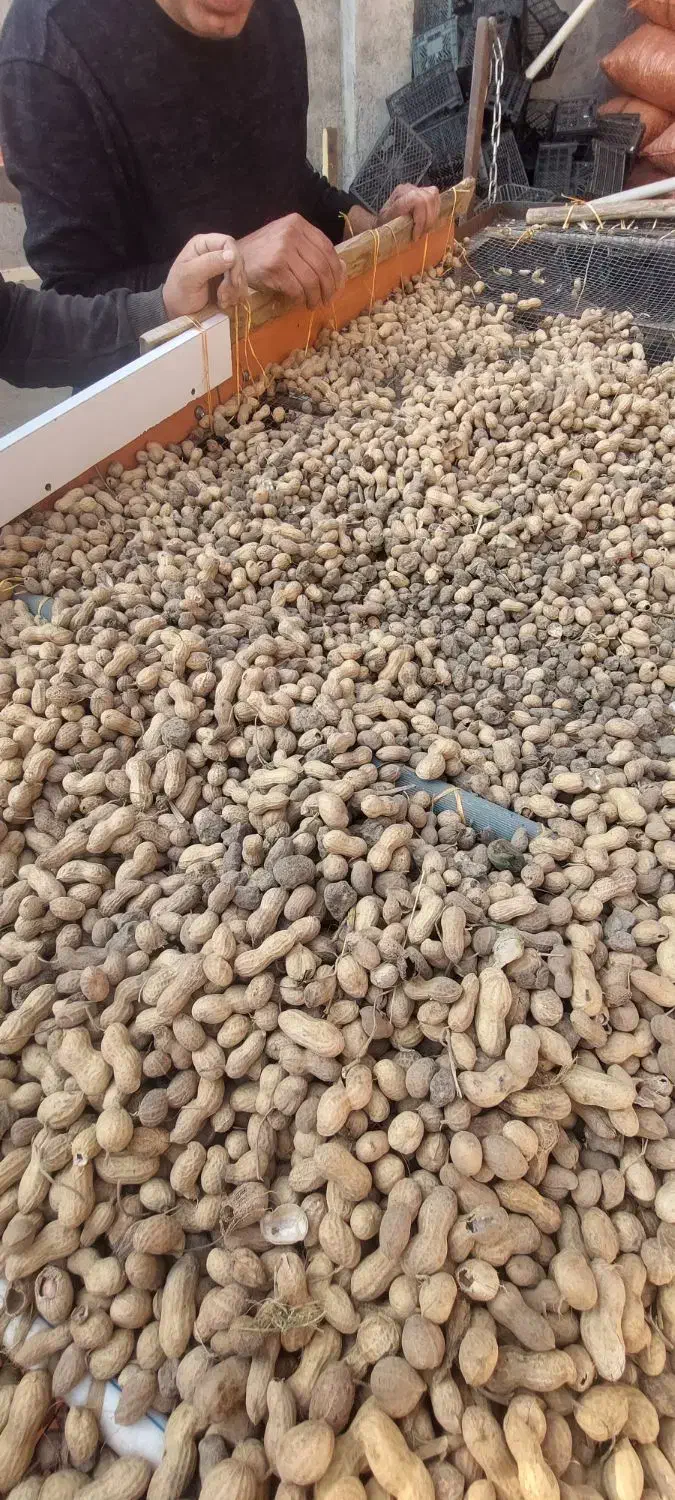 فروش بادام زمینی|خوردنی و آشامیدنی|قشلاق دشت, |دیوار