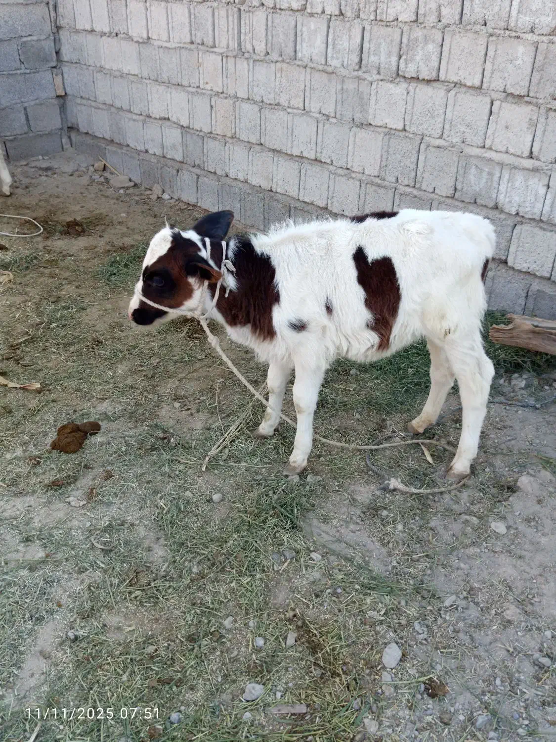 گاوه شیری.   3. عدد|حیوانات مزرعه|ایرانشهر, |دیوار