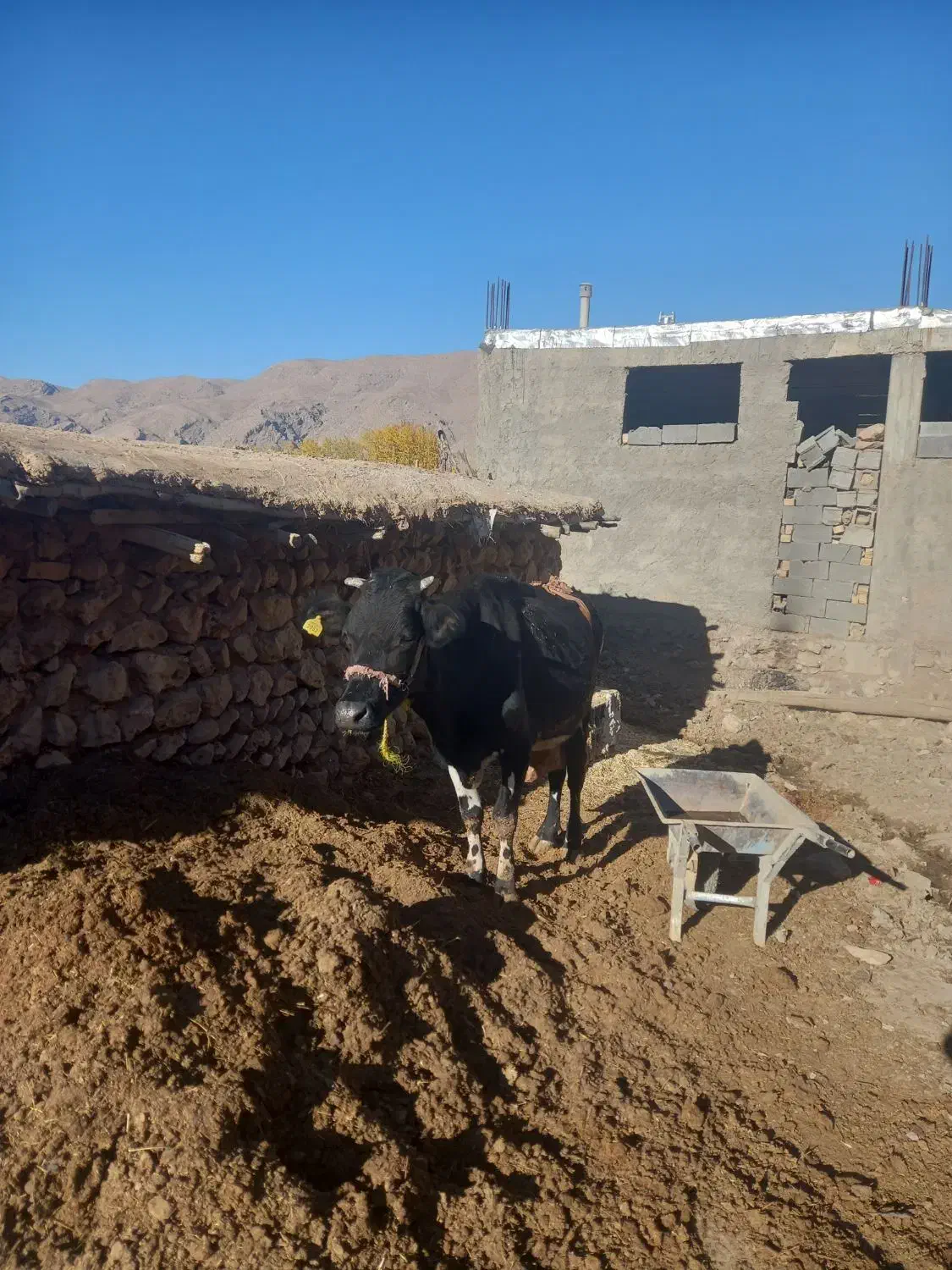 گاو|حیوانات مزرعه|لردگان, |دیوار