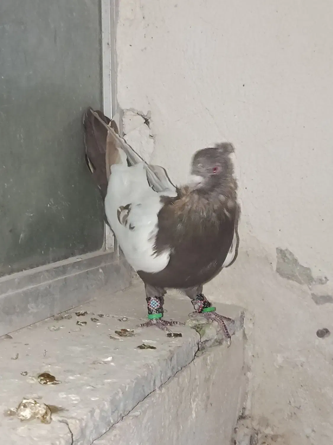 سه تا حیوون|پرنده|نیشابور, شهرک فیروزه|دیوار