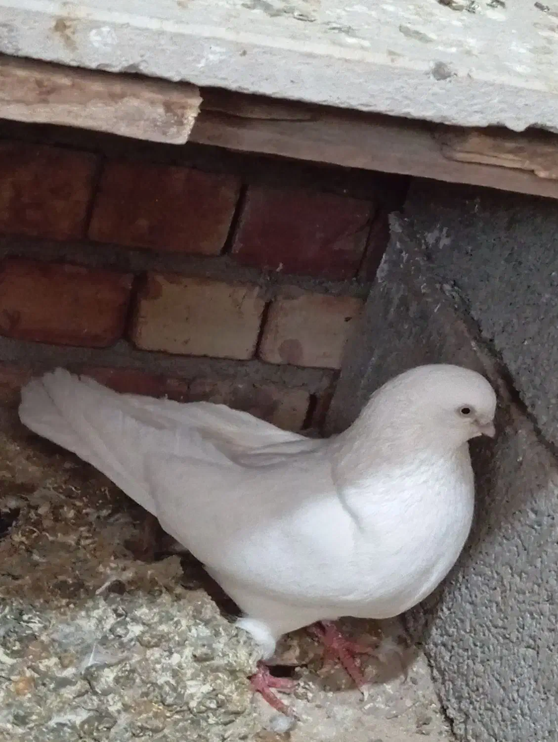 کبوتر بپر گوز آق دیمدیح|پرنده|شاهین دژ, |دیوار