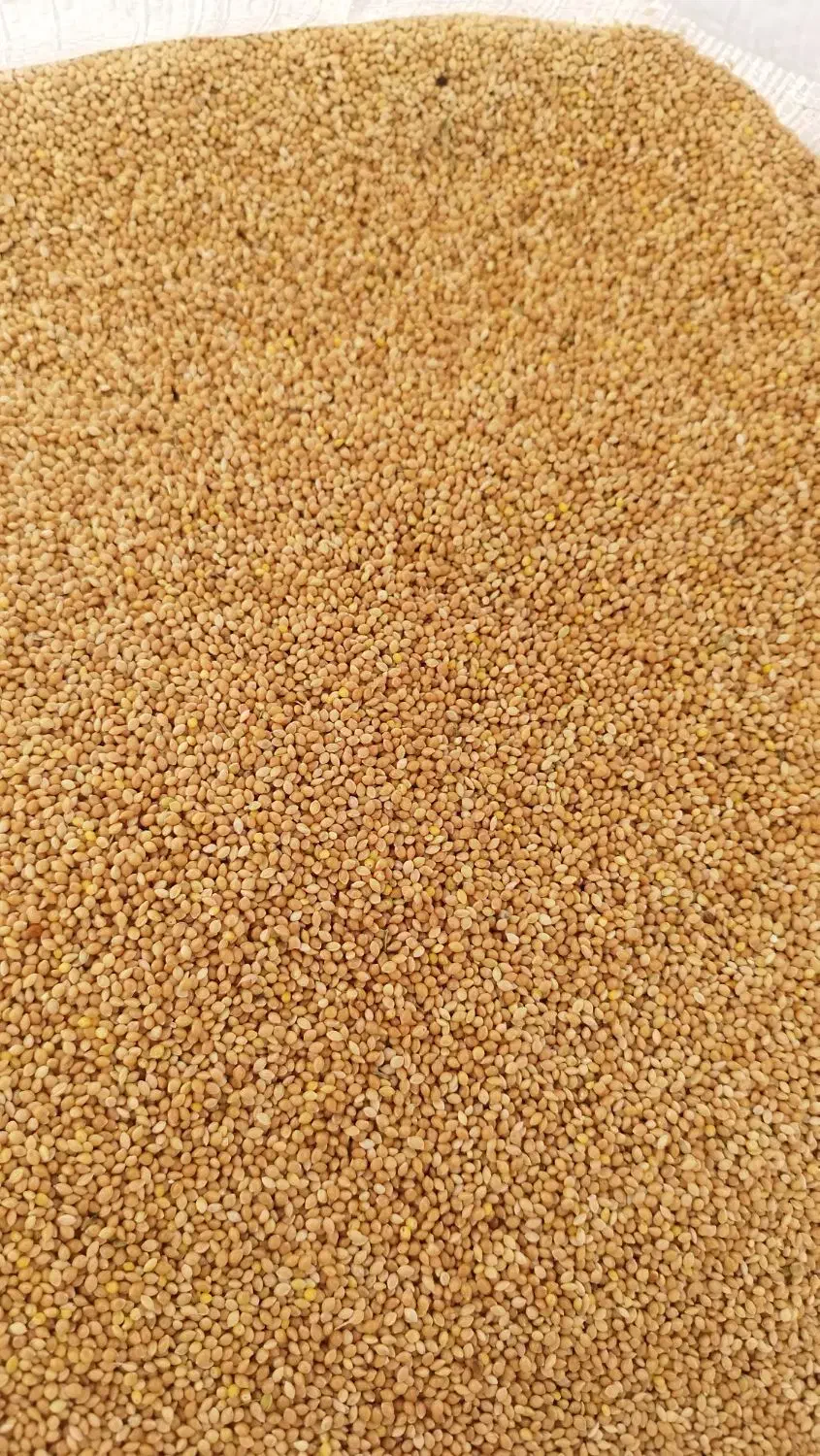 ارزن اوکراینی ومحلی|لوازم جانبی حیوانات|آفتاب, |دیوار