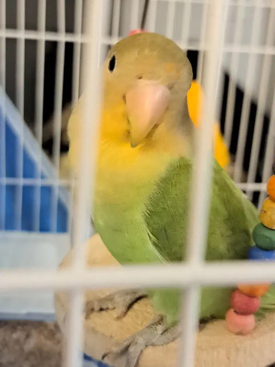 طوطی برزیلی دو ماهه|پرنده|شهریار, شهرک شاهد|دیوار