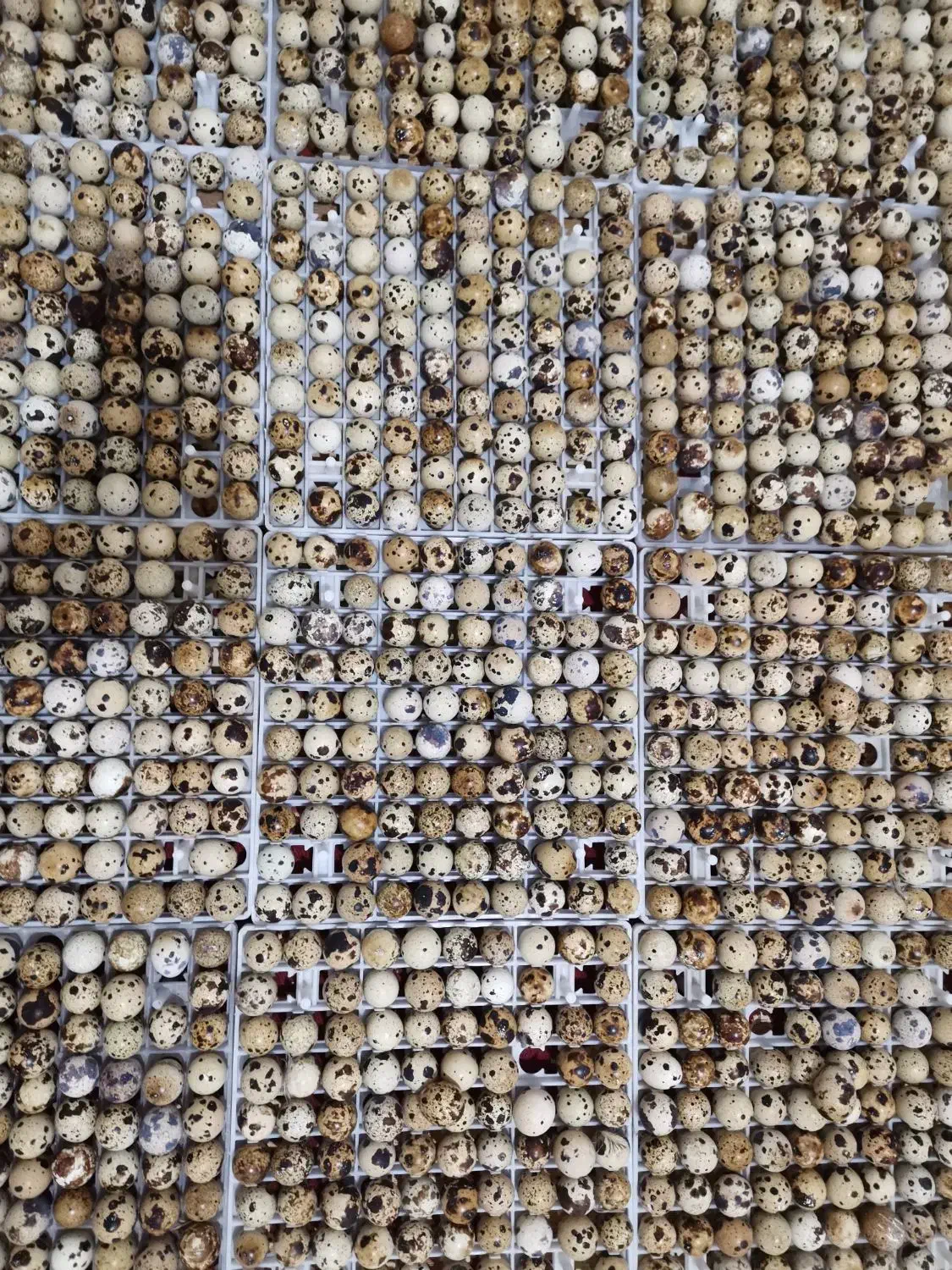 فروش تخم نطفه دار بلدرچین نژاد فوق سنگین|حیوانات مزرعه|شیراز, بید زرد|دیوار