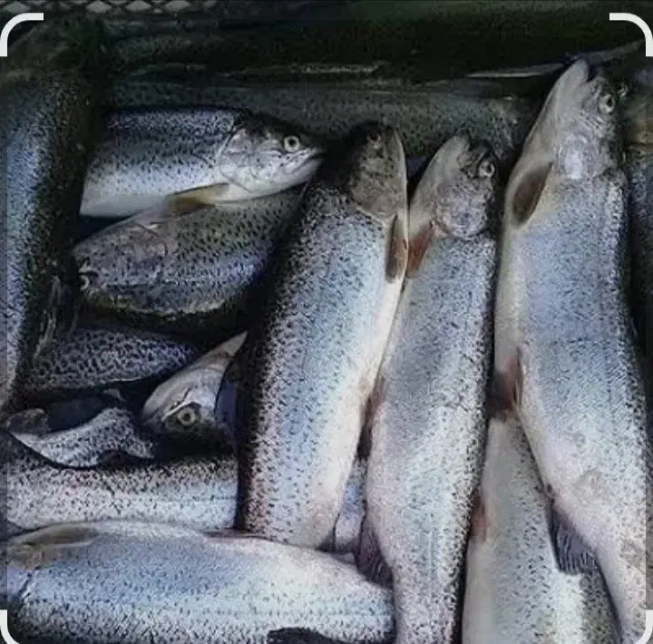 پخش ماهی غزل آلا|ماهی|مسجد سلیمان, |دیوار