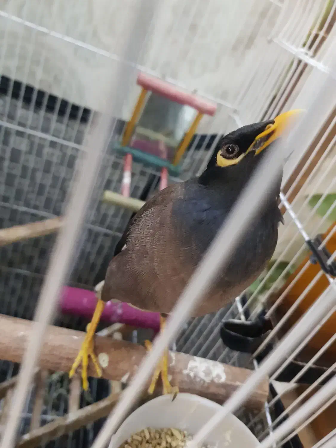 مینا سخنگو|پرنده|تهران, شهرک یاس|دیوار