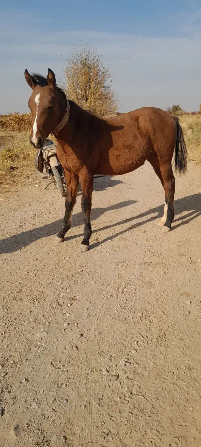 فروشی|اسب و تجهیزات اسبسواری|تاکستان, |دیوار