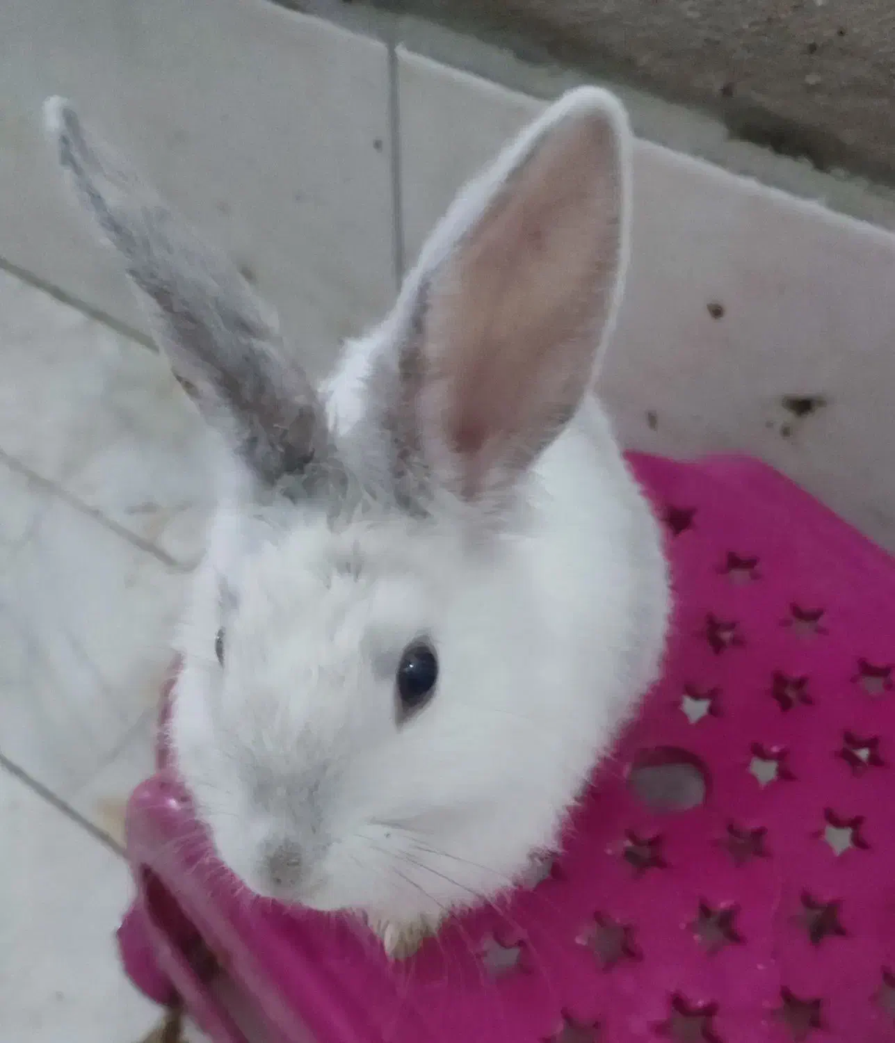 خرگوش سفید مثل برف|موش و خرگوش|کهریزک, |دیوار