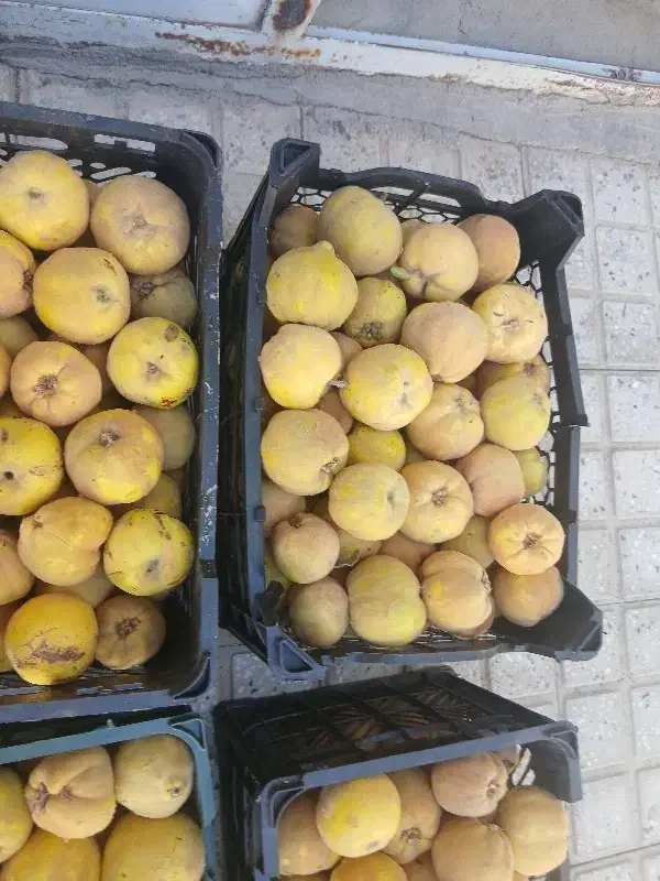 میوه به|خوردنی و آشامیدنی|تیران, |دیوار