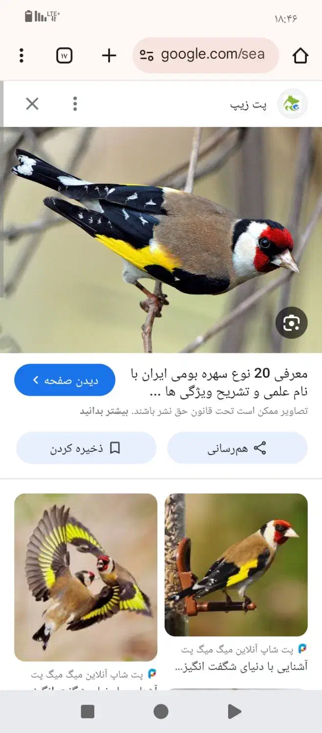 سهره دهندار|پرنده|محمدشهر, عباس آباد|دیوار