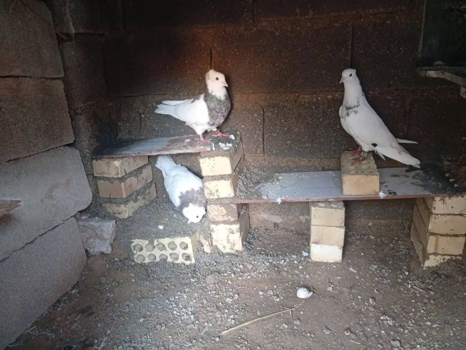 طوقی|پرنده|هندیجان, |دیوار