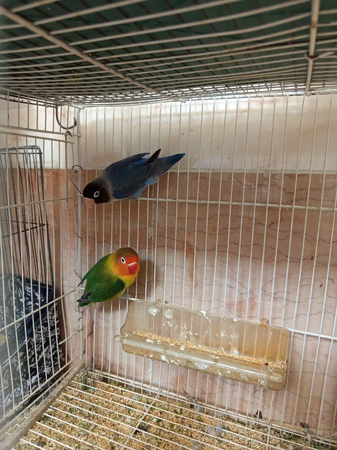 کوتوله برزیلی|پرنده|شیراز, گویم|دیوار