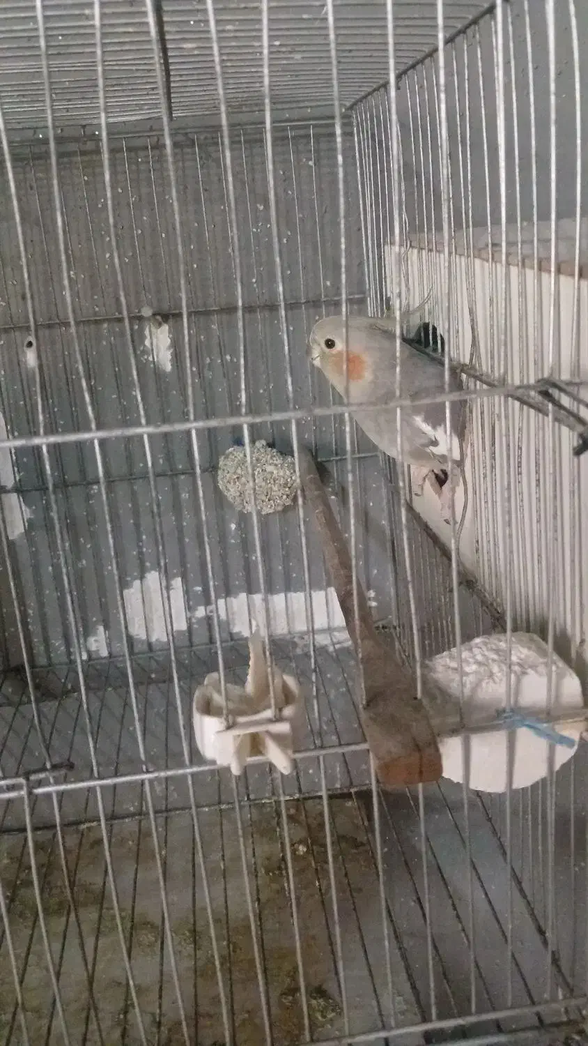 عروس هلندی|پرنده|رشت, پستک|دیوار