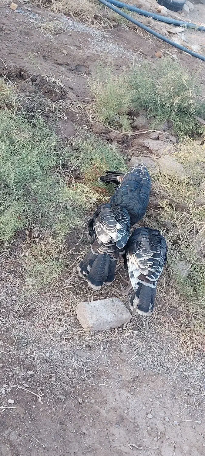 بوقلمون|حیوانات مزرعه|خواف, |دیوار