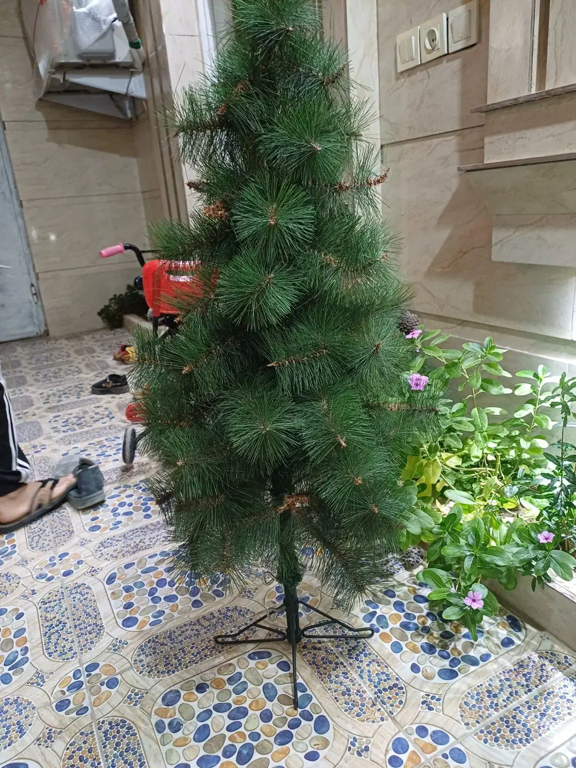 درخچه کاج درحدنو|گل و گیاه طبیعی|مسجد سلیمان, |دیوار