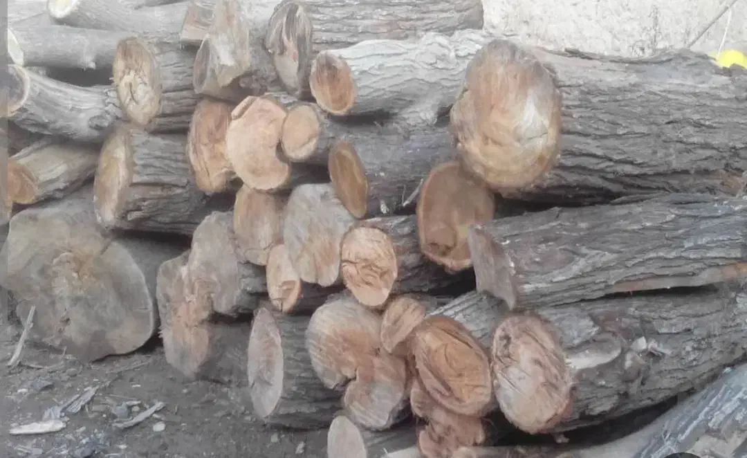 خریدار چوب شما هستیم|خدمات باغبانی و درختکاری|گلپایگان, |دیوار