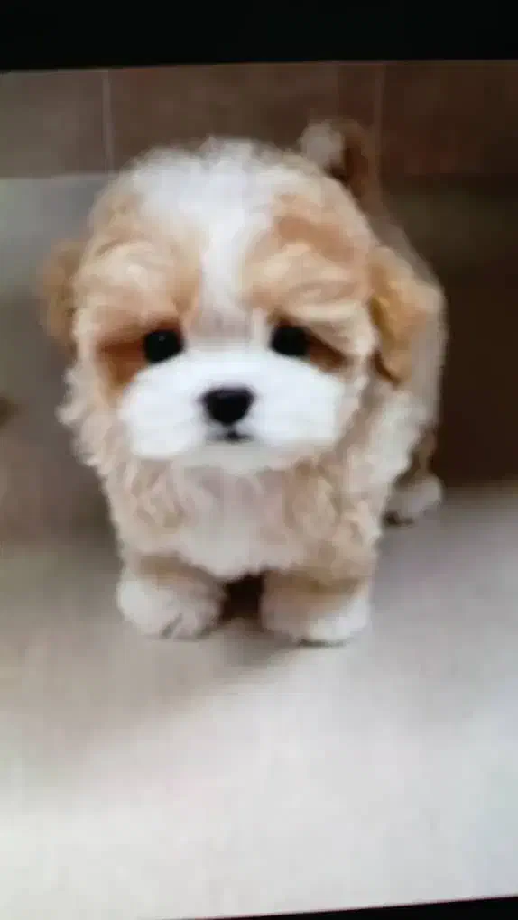 سگ پودل عروسکی|سگ|سمنان, |دیوار