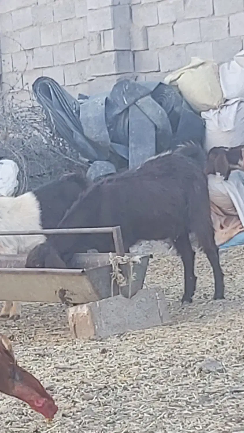 فروش ۲ عدد یک ساله آمریکای آوستن|حیوانات مزرعه|تایباد, |دیوار