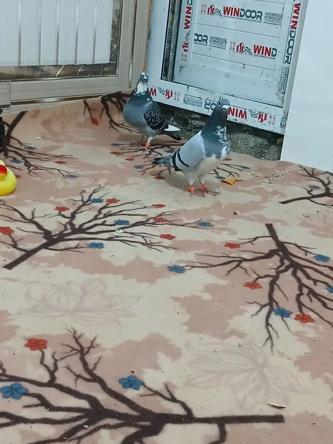 جفت ابلغ|پرنده|هامون, |دیوار