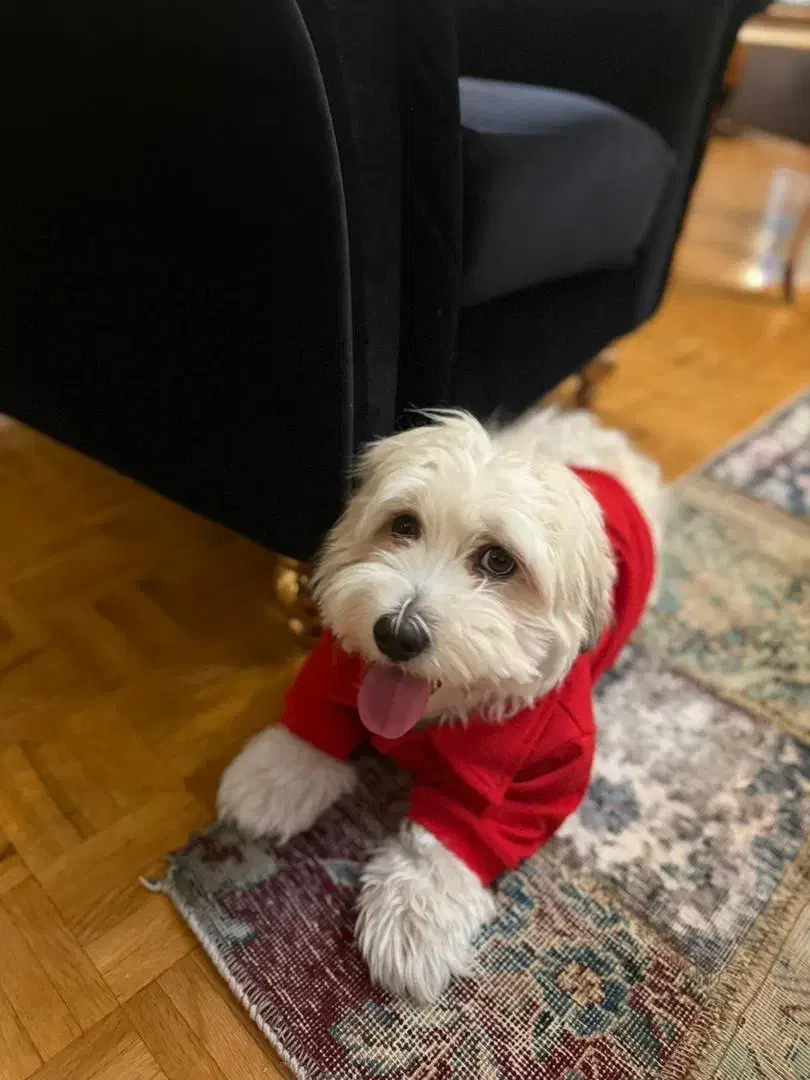 سگ خانگی شیتزو|سگ|رودبار, |دیوار