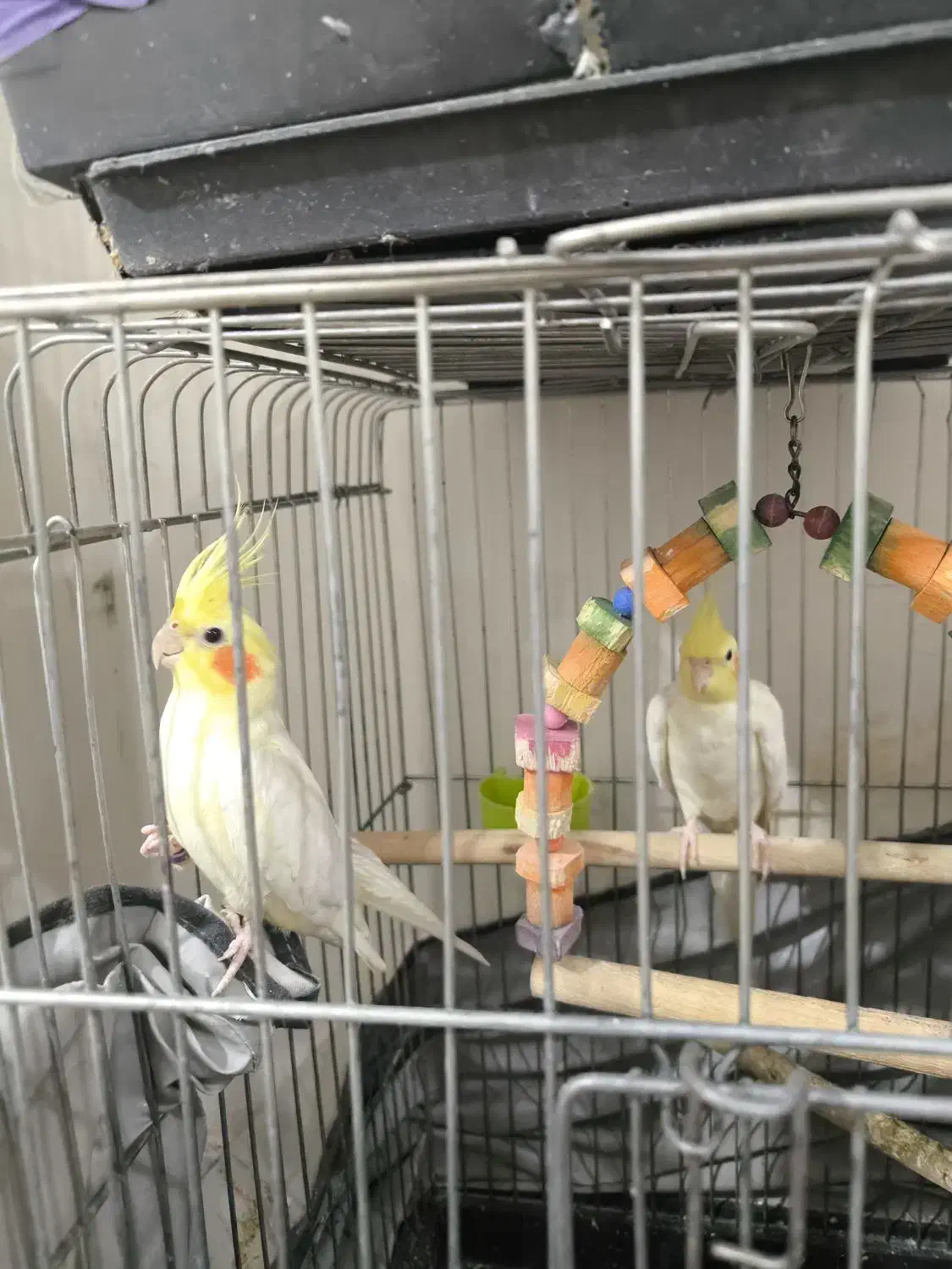 عروس هلندی|پرنده|قدس, شهر‌قدس|دیوار