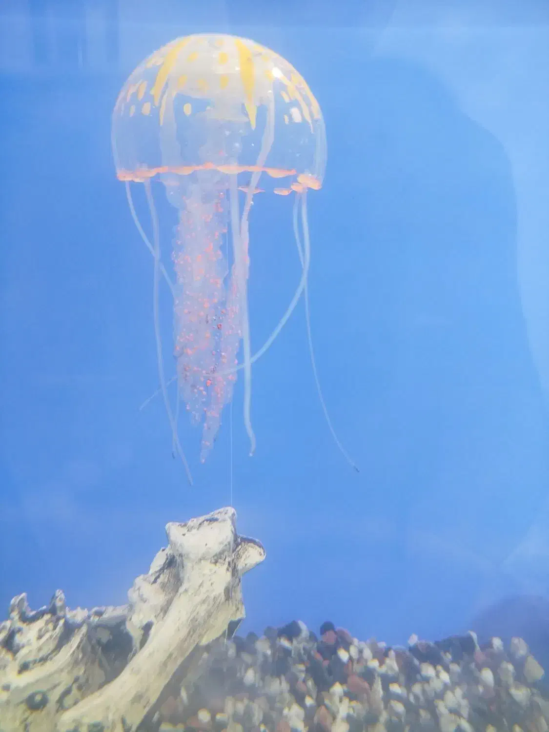 آکواریوم شیشه 10میل خارجی|ماهی|قرچک, فردیس|دیوار